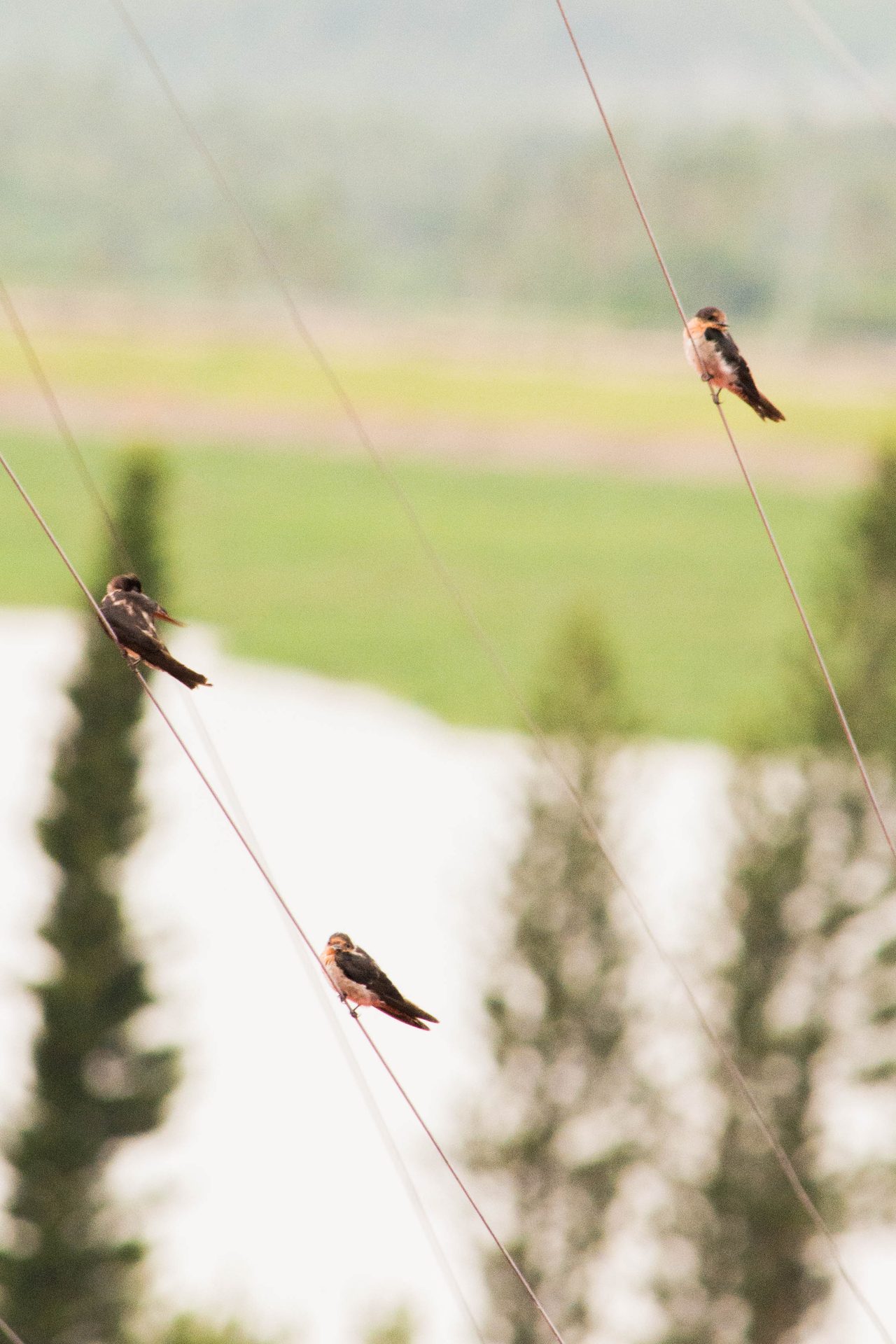 Barn swallow perched outdoors