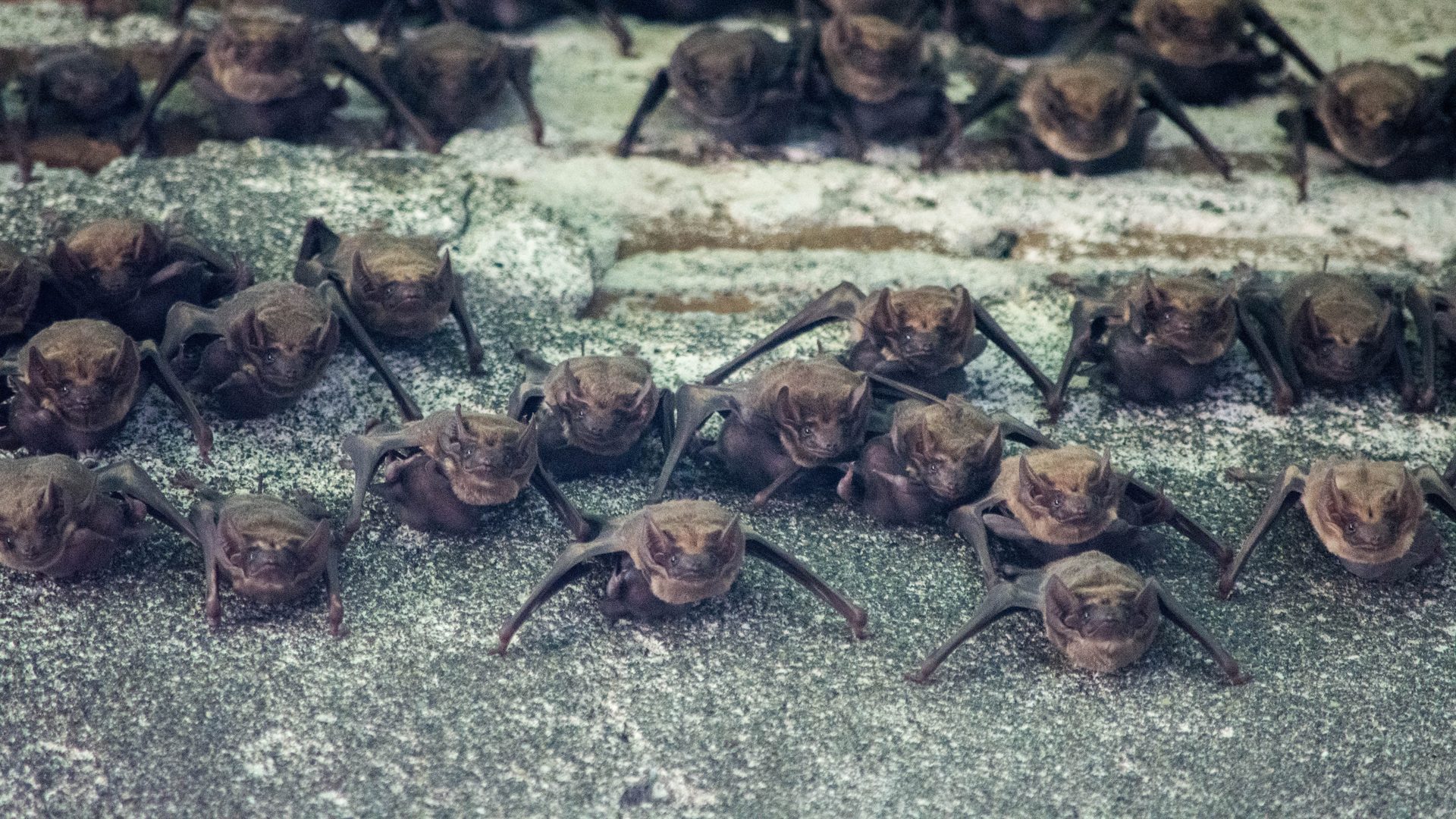 Bats flying across a dark sky