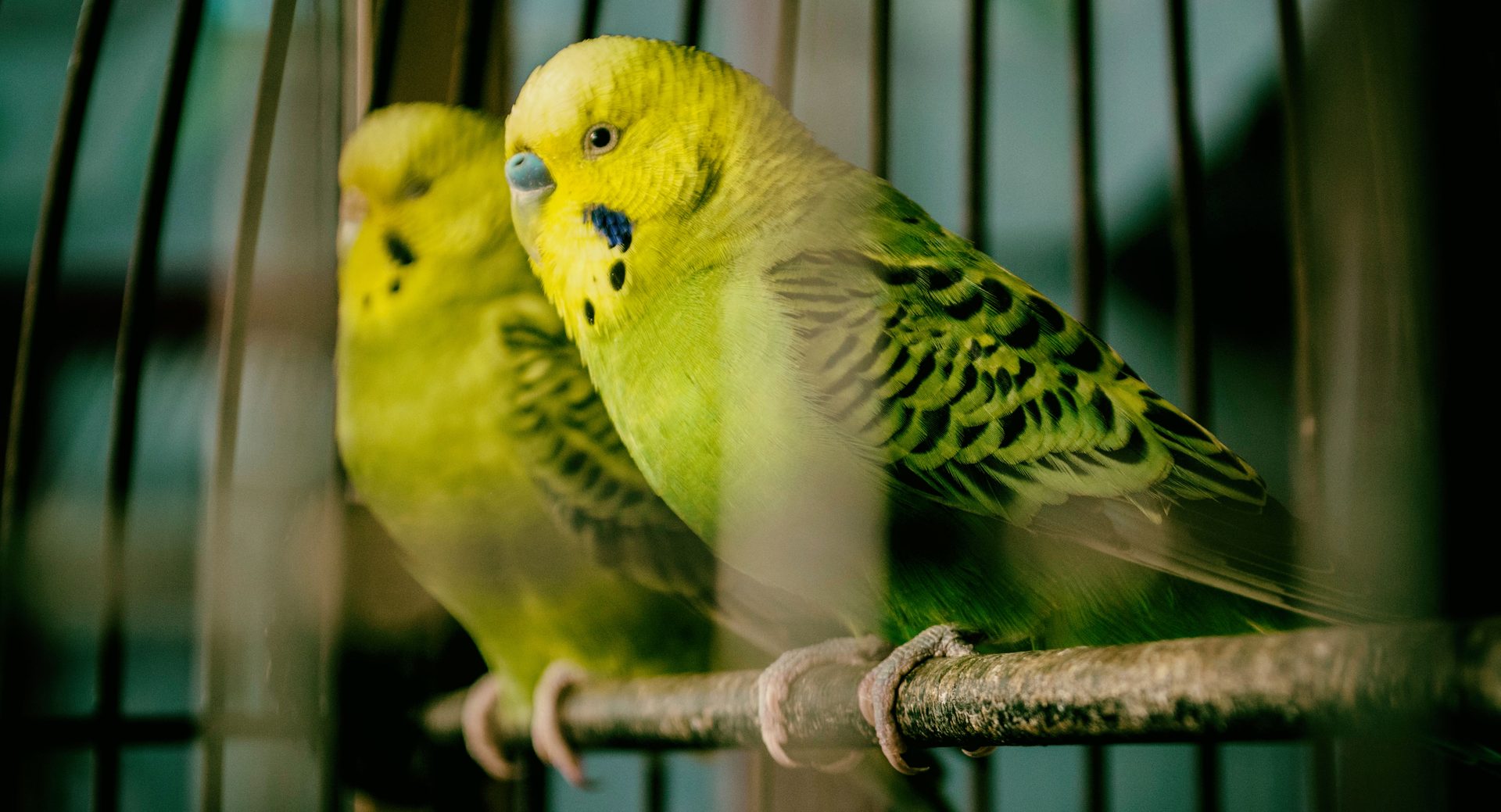 Birds gathered outdoors