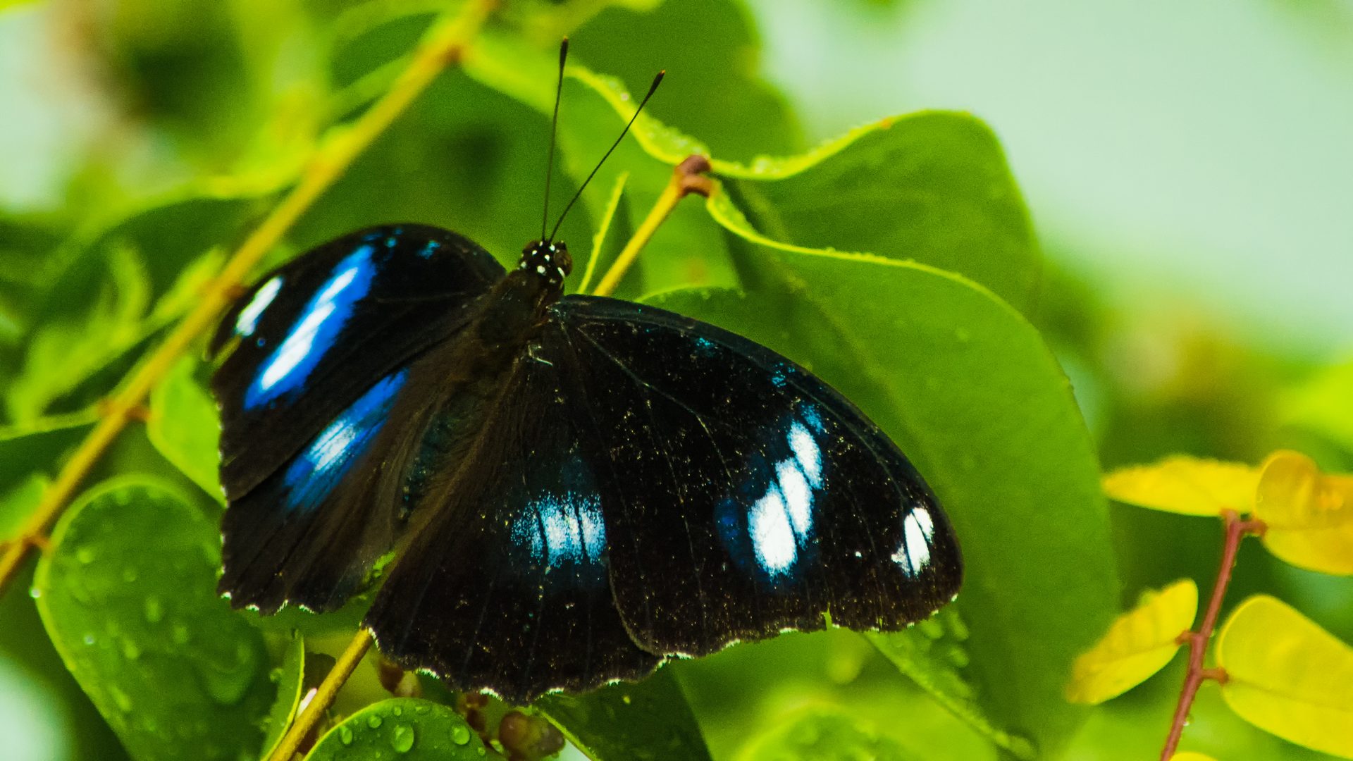 Blue moon butterfly