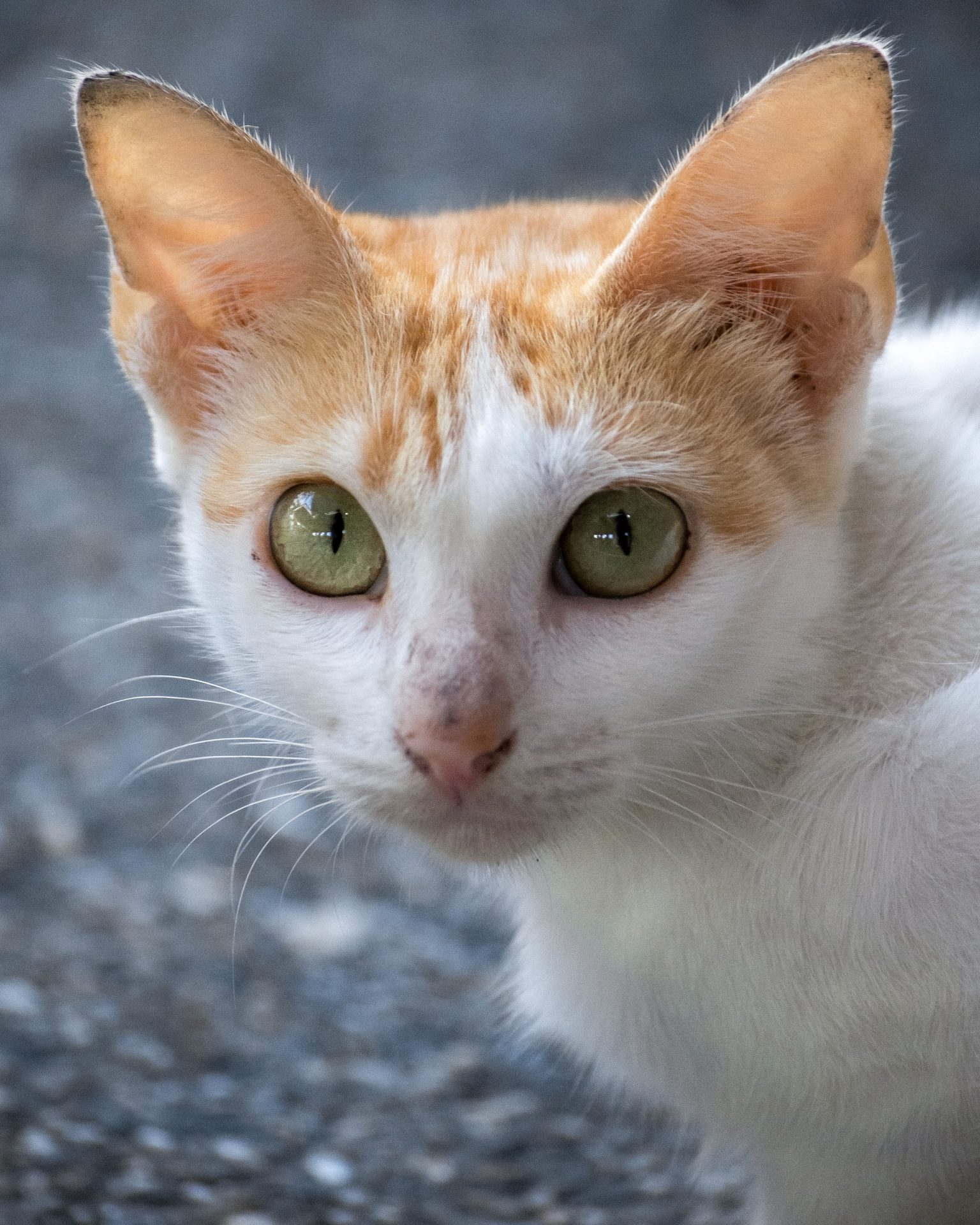 Cat portrait