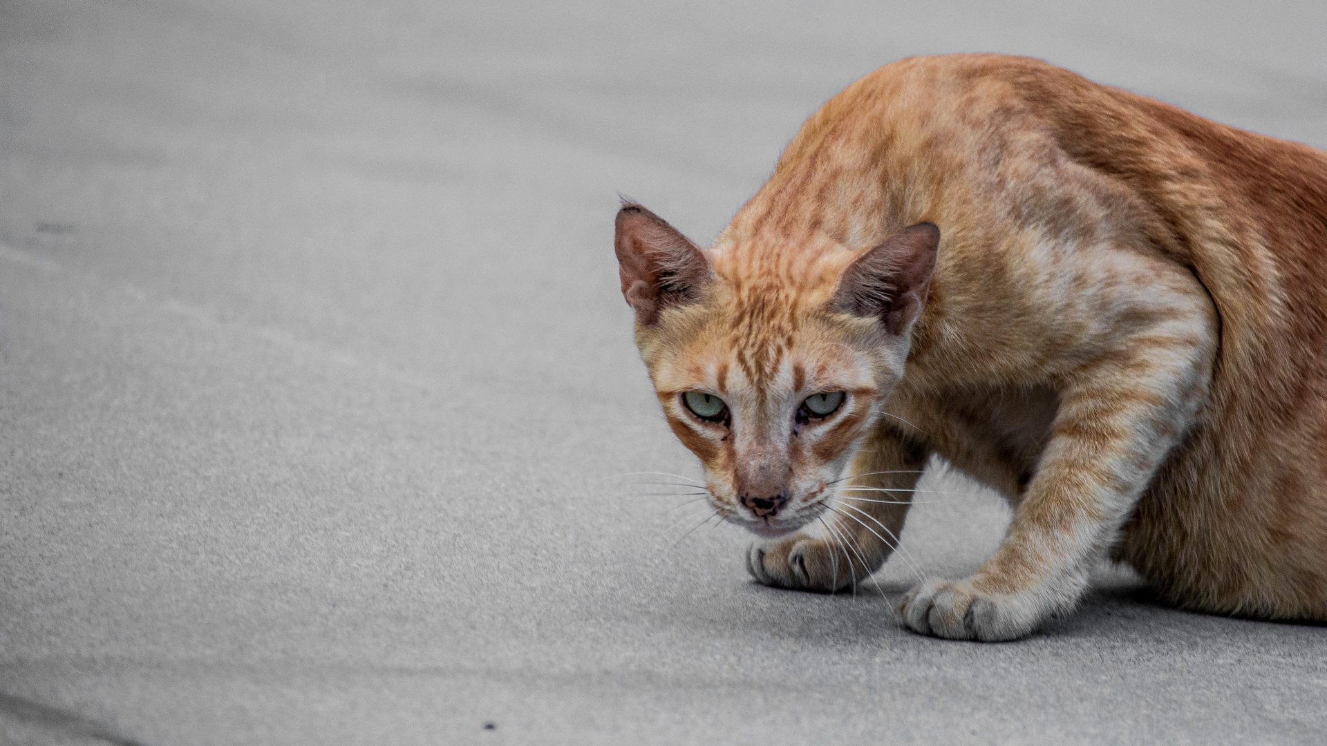 Cat photographed outdoors