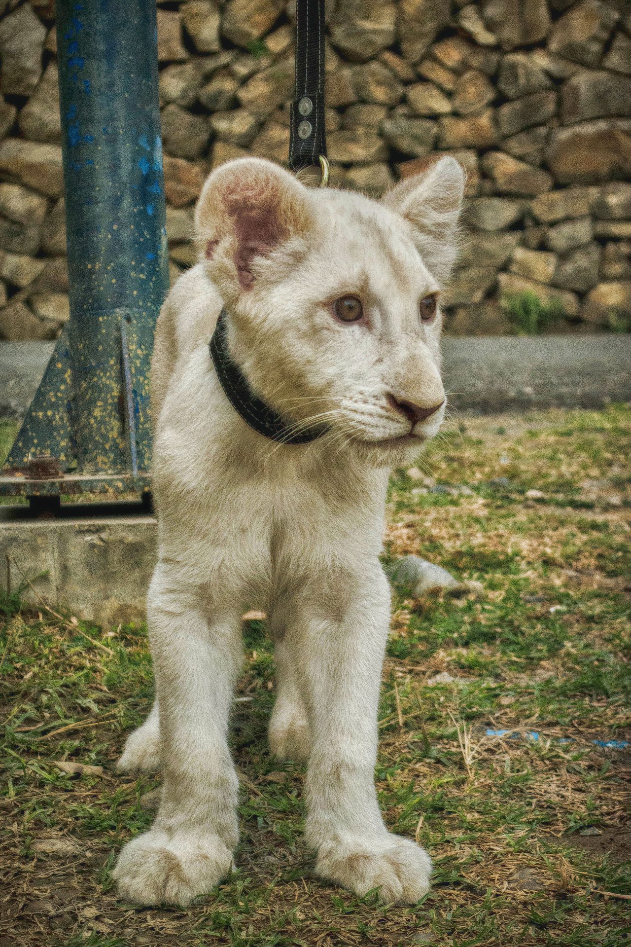Bear cub