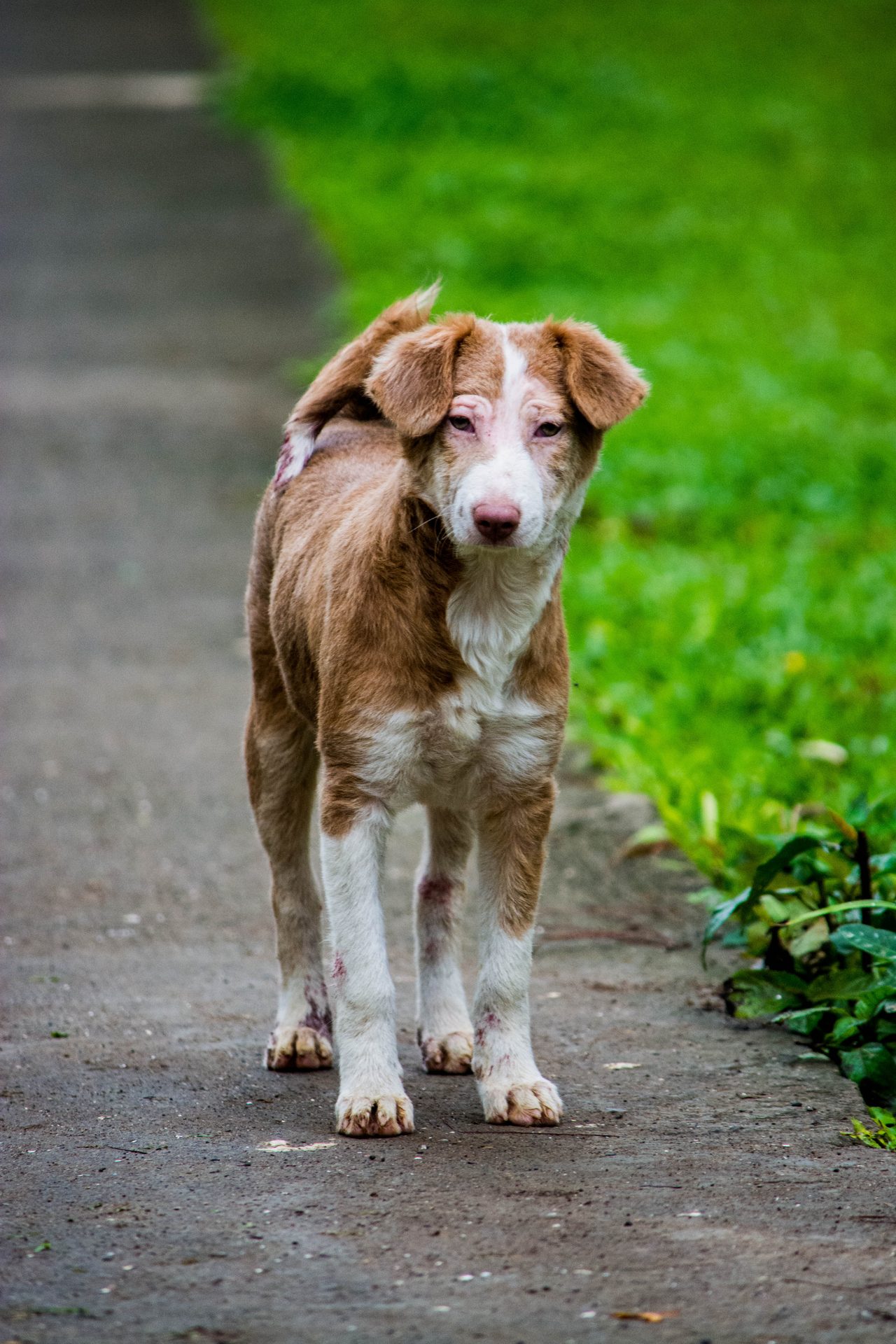 Dog photographed in Caliraya