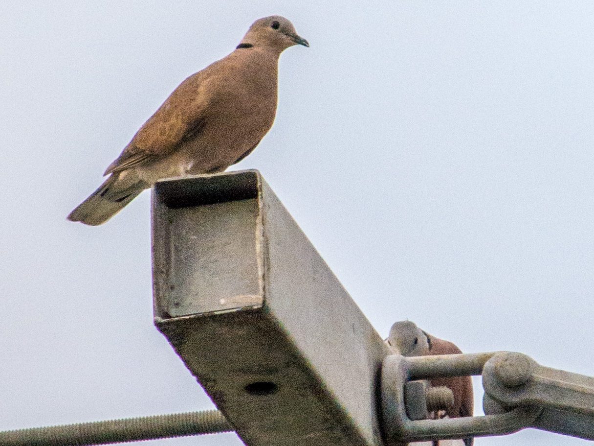 Dove outdoors