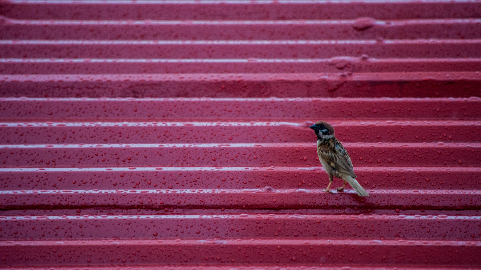 Eurasian tree sparrow