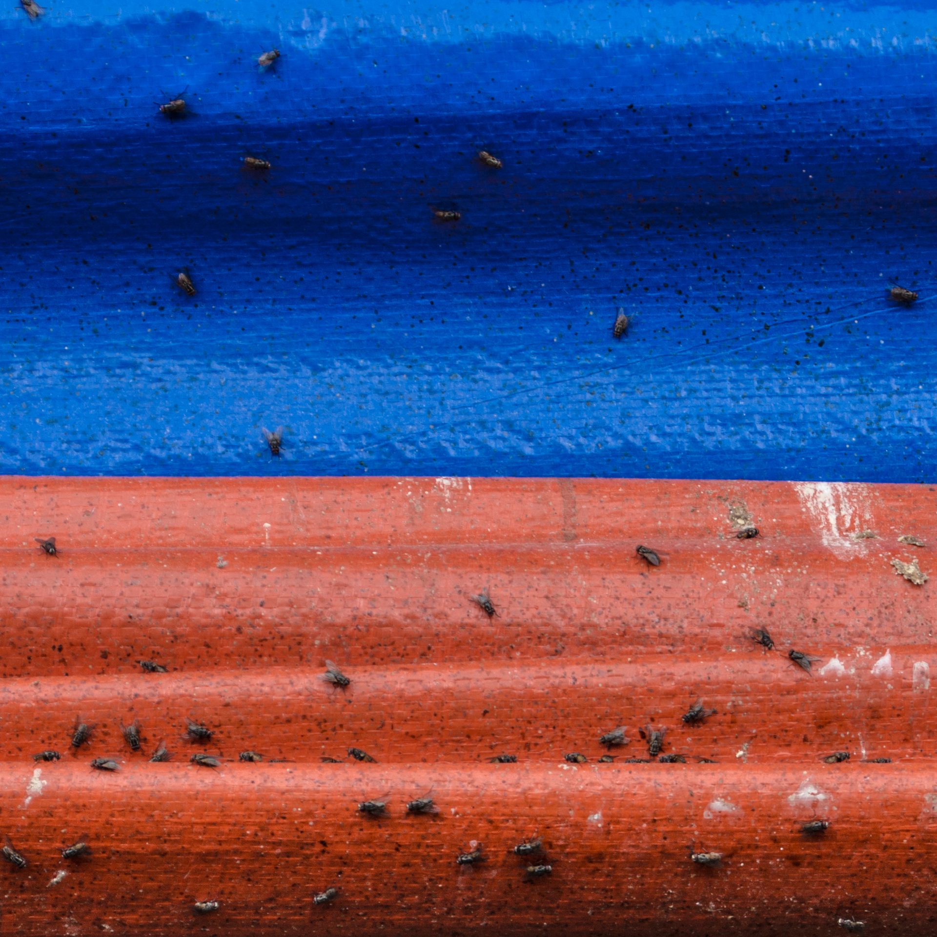 Flies in a close-up photograph