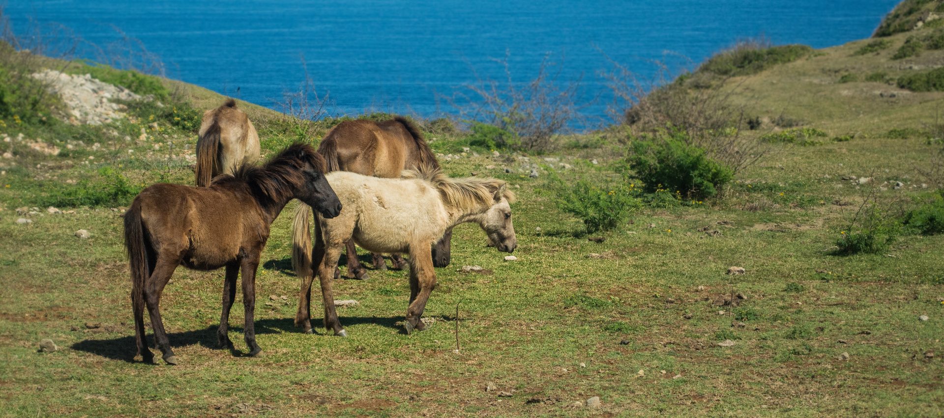 Horses in a wide landscape