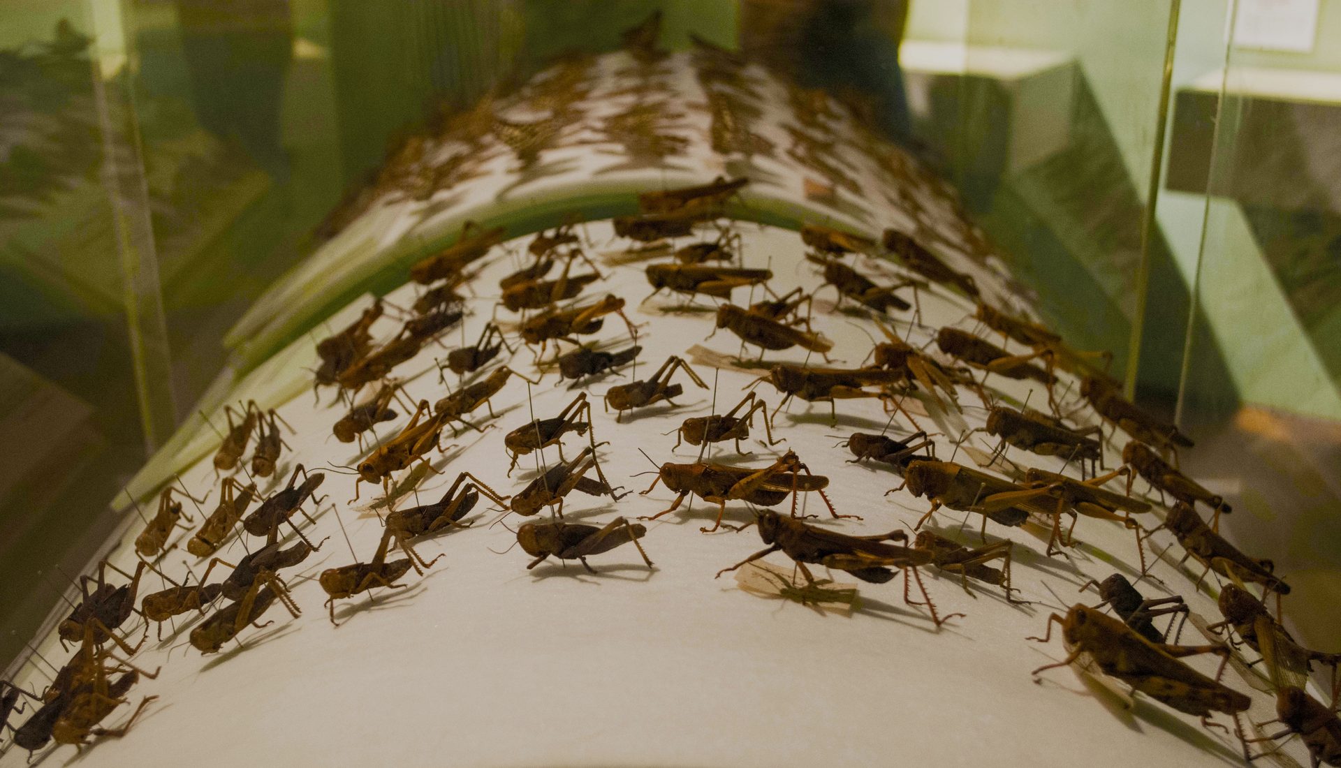Insect in a close-up photograph