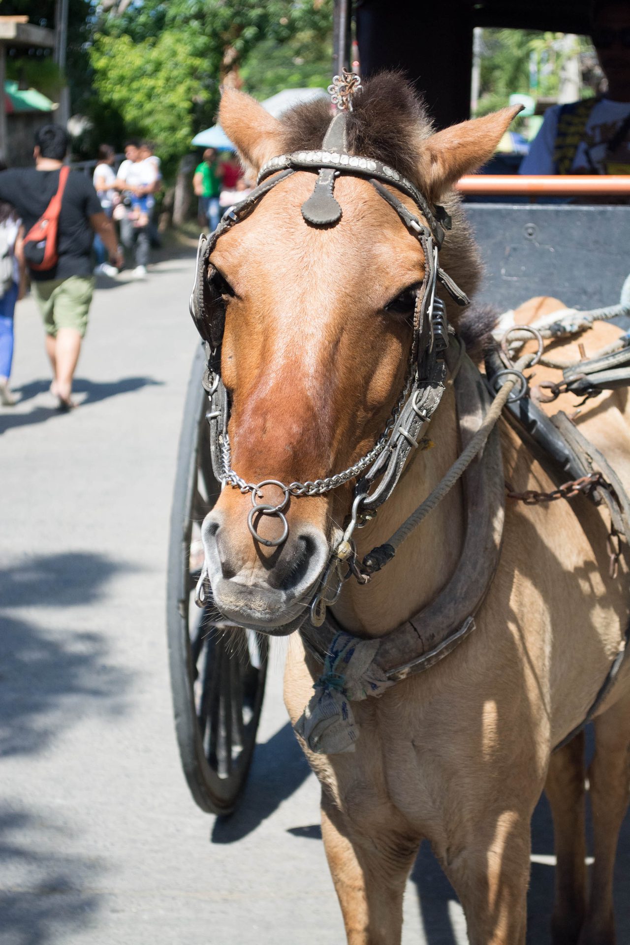 Horse beside a kalesa carriage