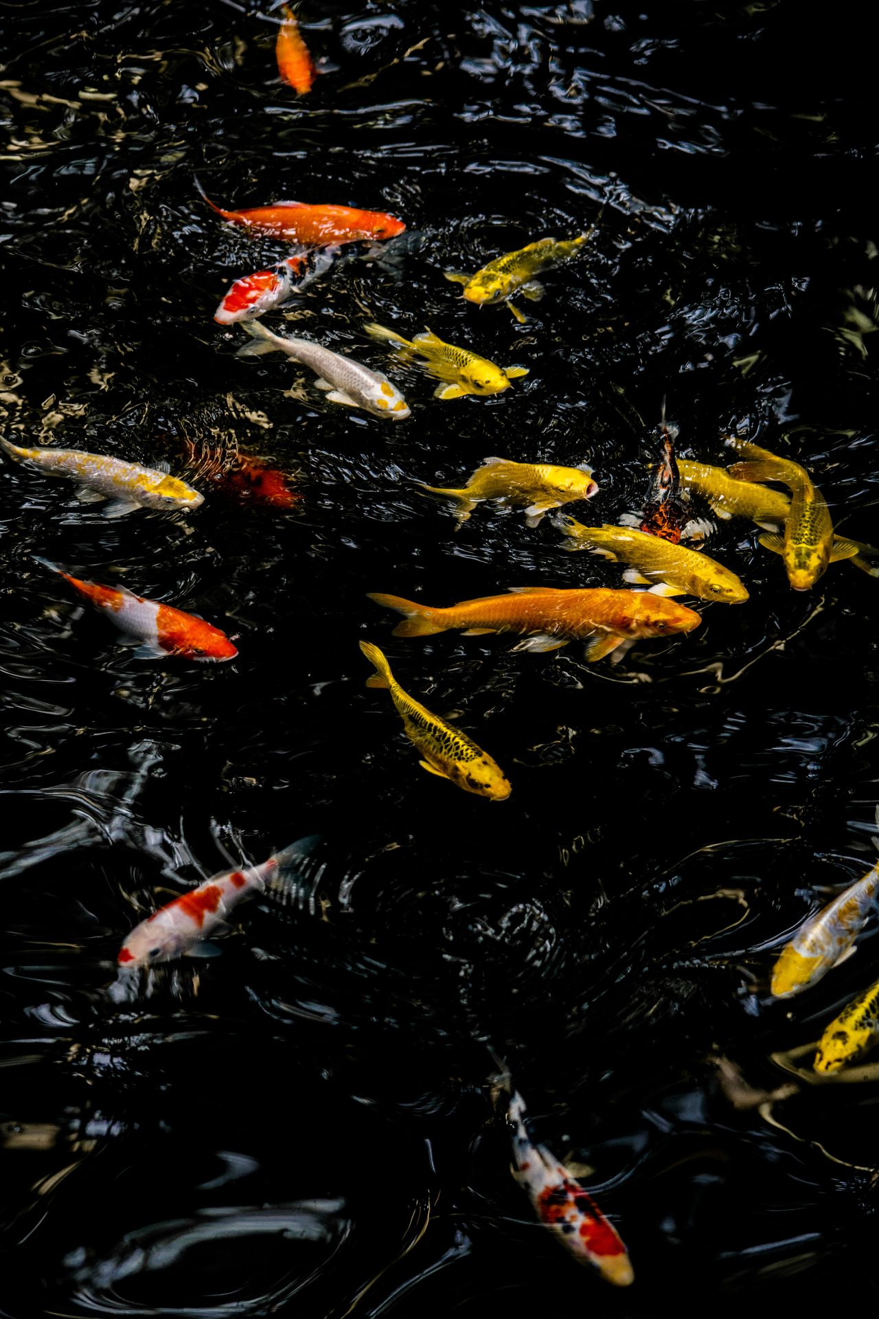 Koi fish in water