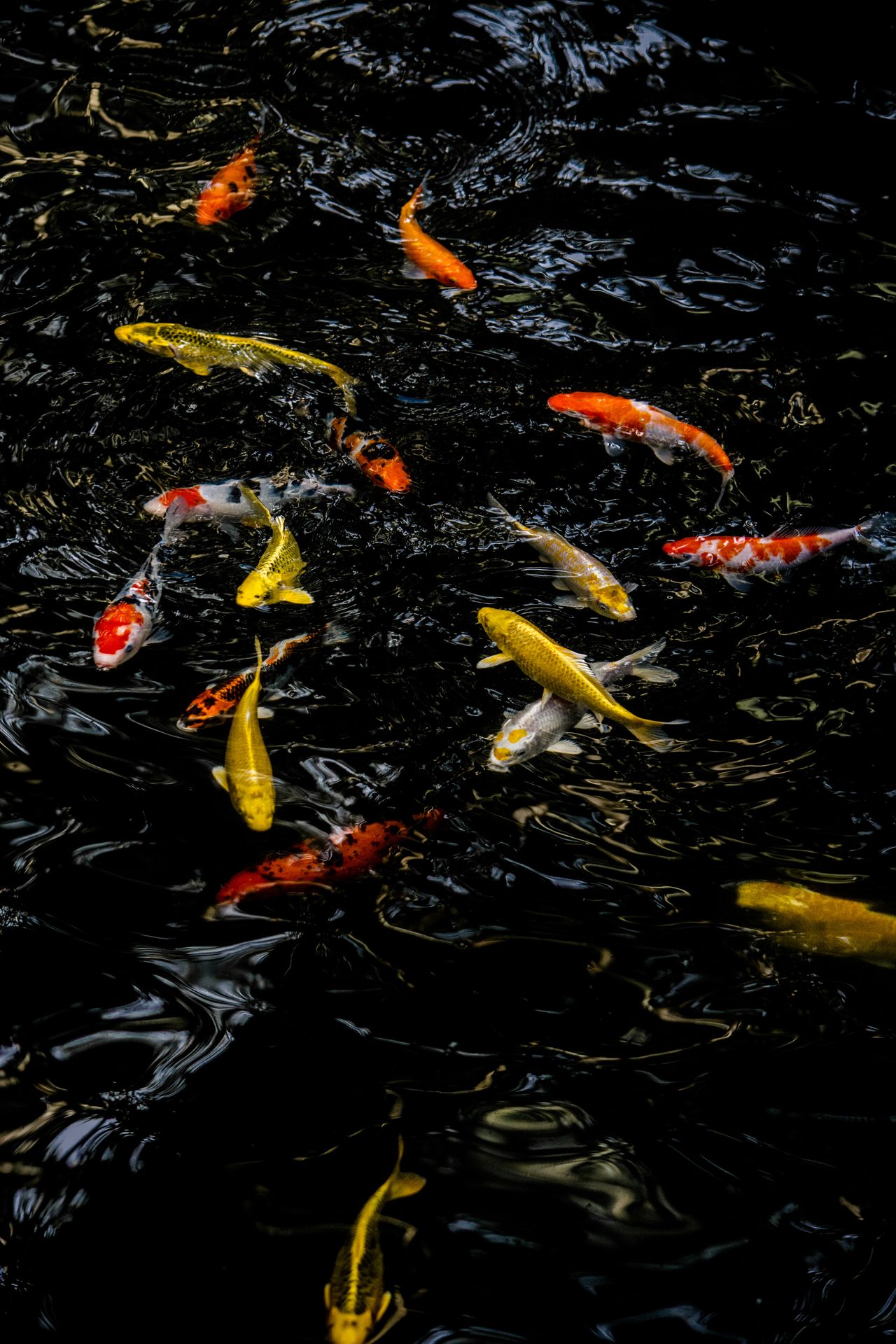 Koi fish swimming