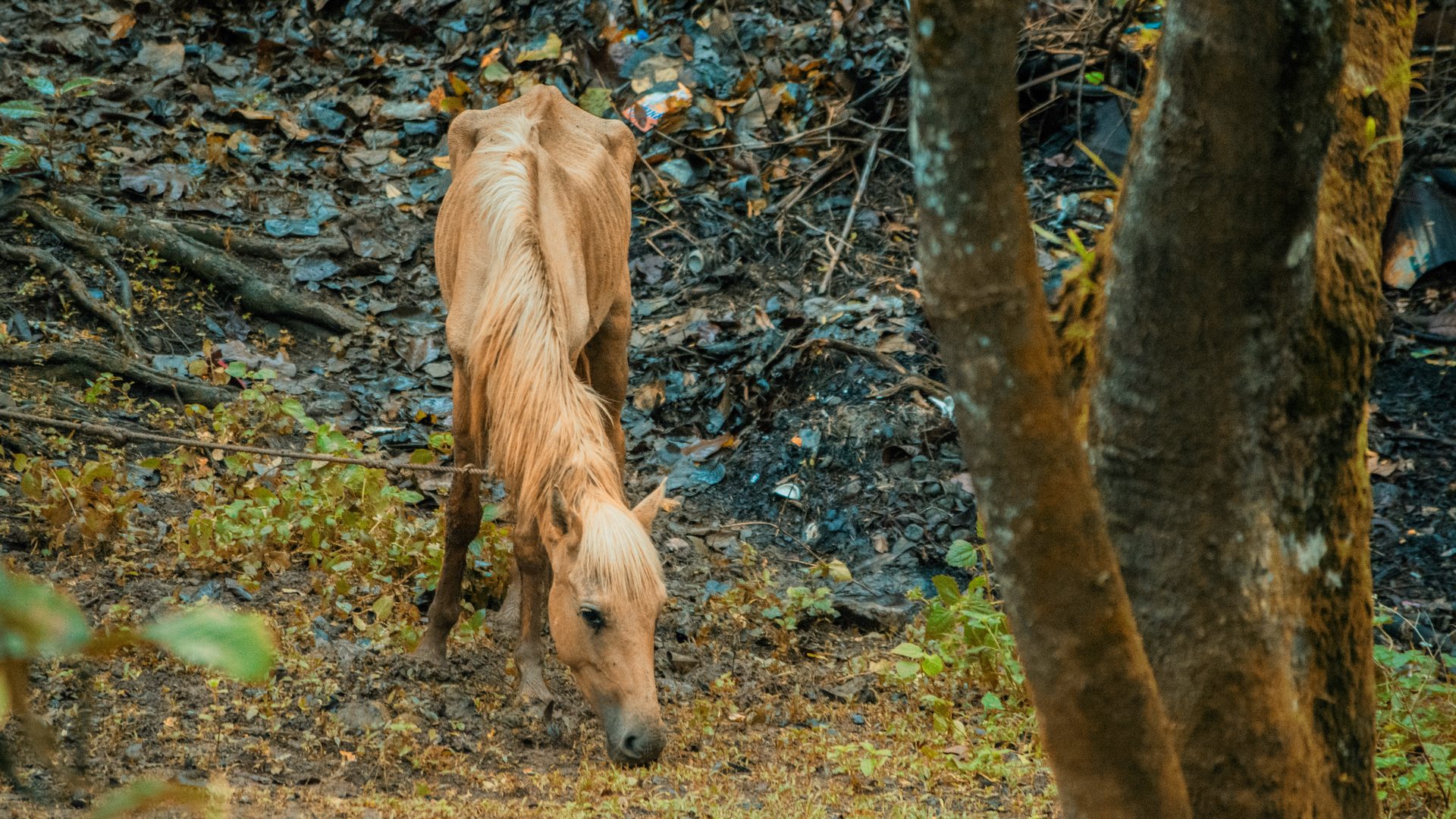 Saddle horse in a wide landscape